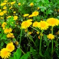 Dandelions Royalty Free Stock Photo