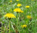 Flourished dandelions in green grass Royalty Free Stock Photo