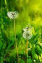 Dandelions on green grass background. Selective focus. Springtime Royalty Free Stock Photo