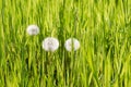 Dandelions. Green grass. Flowers in the grass. Taraxacum.