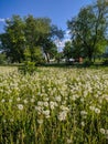Dandelions on a green meadow against the background of trees in Ishim, Russia. Vertical