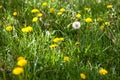 Dandelions in the green meadow Royalty Free Stock Photo