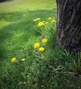 Dandelions growing at the base of a tree. Royalty Free Stock Photo