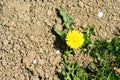 Dandelions growing in dry ground