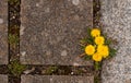 Dandelions growing in gap between paving stones Royalty Free Stock Photo