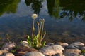 Dandelions growing on rocks.