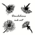 Dandelions hand drawn sketch illustration