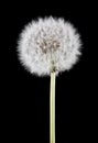 Dandelions isolated on a black background