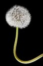 Dandelions isolated on a black background