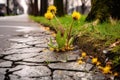 dandelions journey from pavement crack to bloom