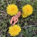 Dandelions and little doll, yellow and pink