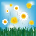 Dandelions and marguerites Royalty Free Stock Photo