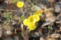 Dandelions in the meadow