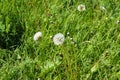 Dandelions in the meadow