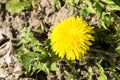 Dandelions in the meadow. Bright flowers dandelions on background of green meadows.