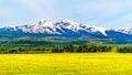 Dandelions in a meadow in the Cariboo Mountains near Valemount