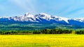 Dandelions in a meadow in the Cariboo Mountains near Valemount