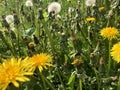 dandelions on a meadow in the forest of odes Royalty Free Stock Photo