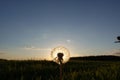 Dandelions in meadow at red sunset. Against the backdrop of the setting sun Royalty Free Stock Photo