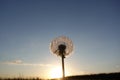 Dandelions in meadow at red sunset. Against the backdrop of the setting sun Royalty Free Stock Photo