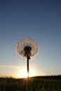 Dandelions in meadow at red sunset. Against the backdrop of the setting sun Royalty Free Stock Photo