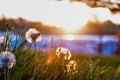 Dandelions in meadow at sunrise early morning Royalty Free Stock Photo