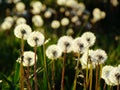 Dandelions in the Meadow