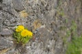 Dandelions In Medieval Rock Wall