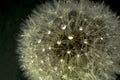 dandelions