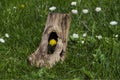 Dandelions Royalty Free Stock Photo