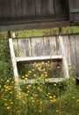 Dandelions and old white wooden steps