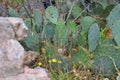 Dandelions and Opuntia