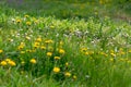 Dandelions and other weeds among the grass Royalty Free Stock Photo