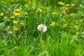 Dandelions and other weeds among the grass Royalty Free Stock Photo