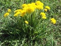 Dandelions 4 Royalty Free Stock Photo