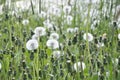 Dandelions pollinate by wite fluffy blowballs. Often seen growing in fields as yellow flowers when they bloom. Dandelion is a Royalty Free Stock Photo