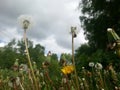 The dandelions ready to open