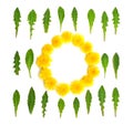 Dandelions round frame white background Royalty Free Stock Photo