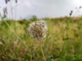 Dandelions seedhead near a farm Royalty Free Stock Photo