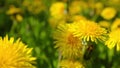 Dandelions, shooting slider, macro