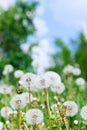 Dandelions and sky Royalty Free Stock Photo