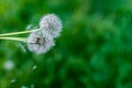 Dandelions on soft green background. Selective focus. Copyspace Royalty Free Stock Photo