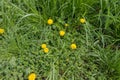 Dandelions and speedwell in unmown grass