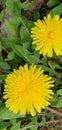 Dandelions. Spring flowers.