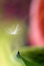 Dandelions in the spring. mACRO