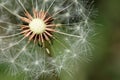 Dandelions in spring Royalty Free Stock Photo