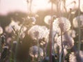 Dandelions in the summer sunset