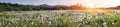 Dandelions at sunrise Royalty Free Stock Photo