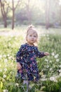 Dandelions sunset child. Royalty Free Stock Photo