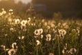Dandelions at sunset Royalty Free Stock Photo